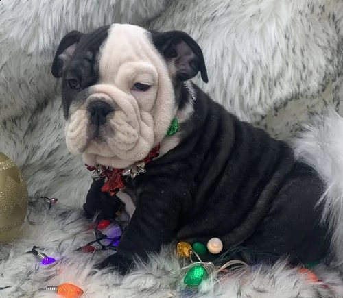 adozione gratuita del bulldog inglese