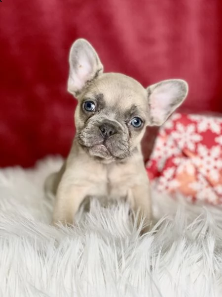 adorabili bulldog francese bambine e maschi disponibili per adozione