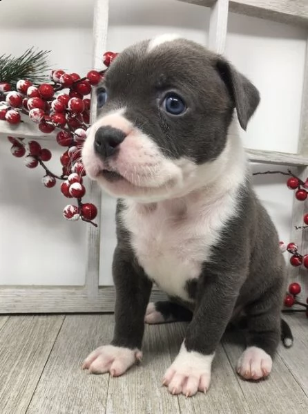 regalo cuccioli di pitbull per natale