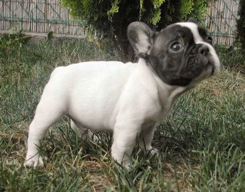 bouledogue francese