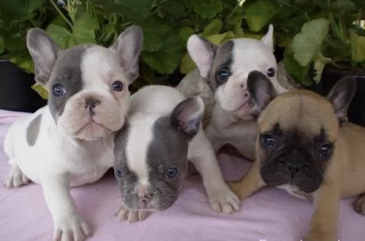 bulldog francese 