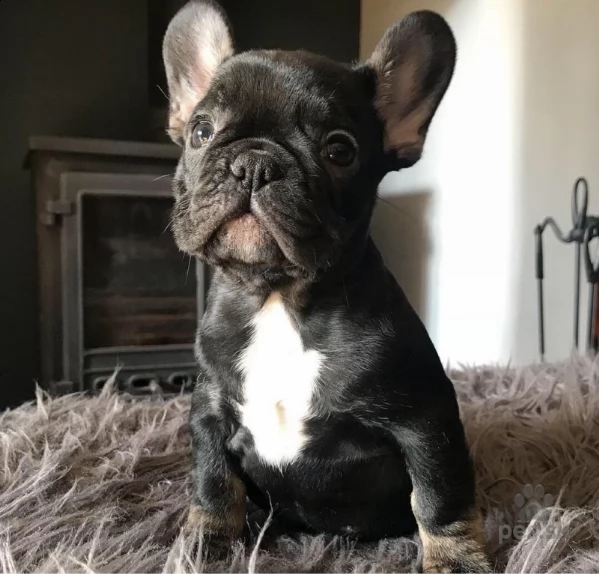 cucciolata di bull francesi