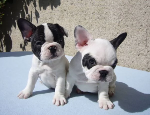 bulldog francese prenotabili 