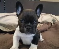 prenota il tuo cucciolo di bulldog francese 