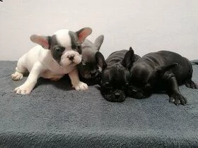 piccoli bull francesi 