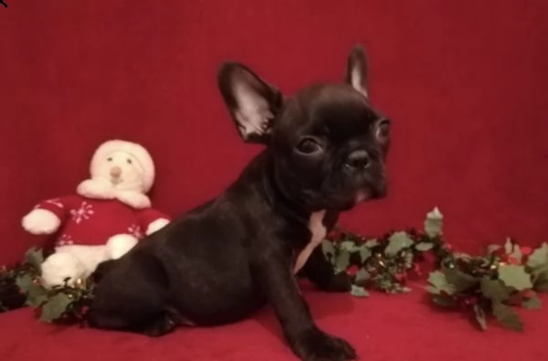 prenota il tuo bulldog francese 