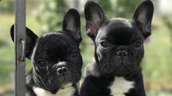 cucciolo bull dog francese