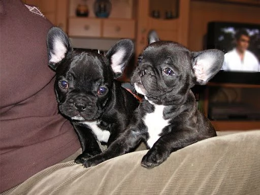 ultimi bulldog francese