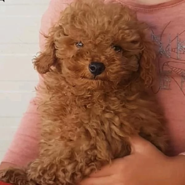 due cuccioli di barboncino taglia toy