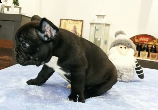 bouledogue francese 