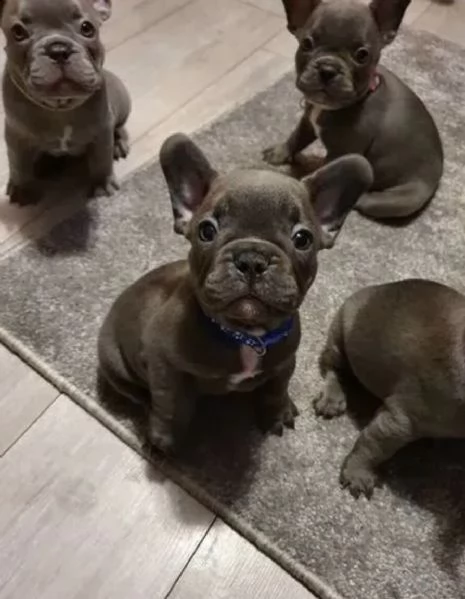 adorabile bull francese 