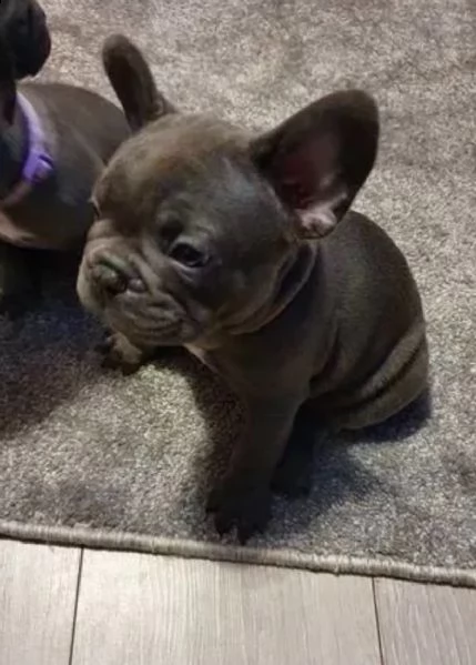 cucciolata di adorabili bull dog francese 