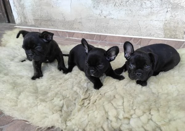 disponibili bull francesi cuccioli