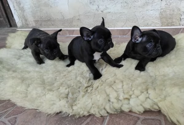 cucciolo di razza bull francese