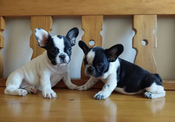 bull dog francese piccoli