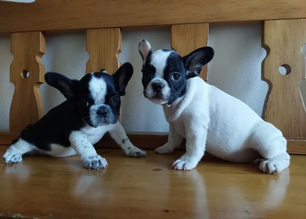 dei piccoli cuccioli di bull francese 