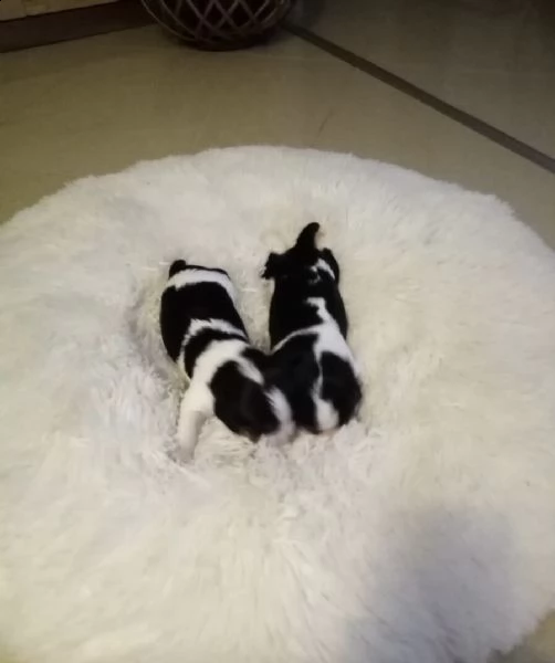 alcuni cuccioli di cavalier king