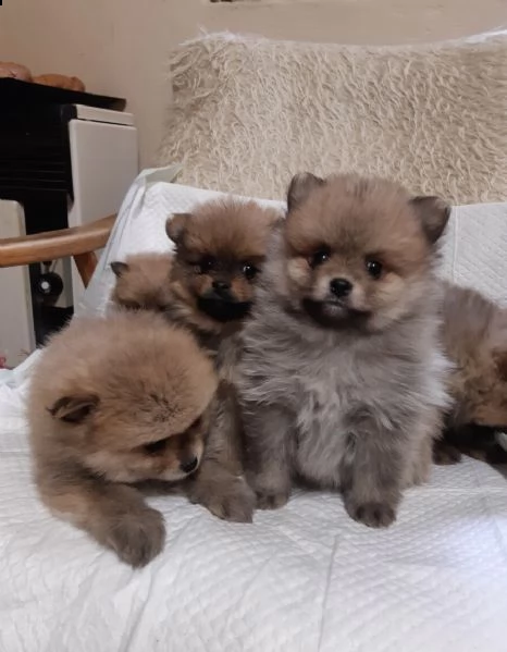 prenota un cucciolo di spitz