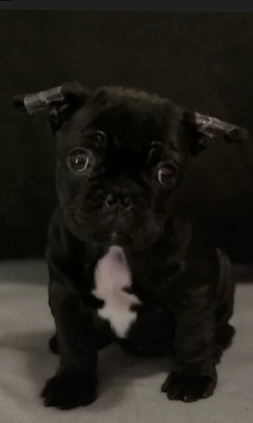 adorabile bull francese