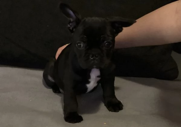 bull francesi piccolini