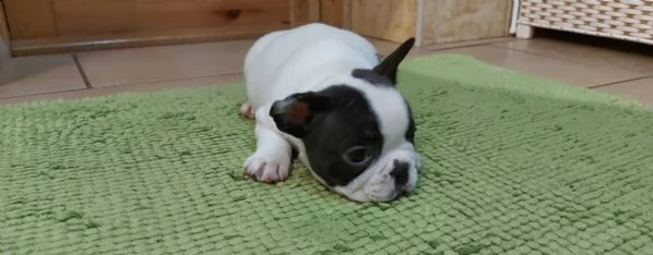 cucciolata bull francese