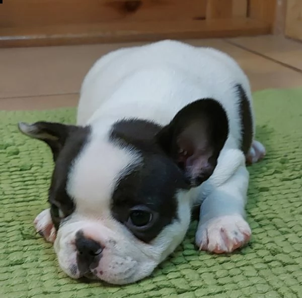 alcuni cuccioli di bulldog francese 