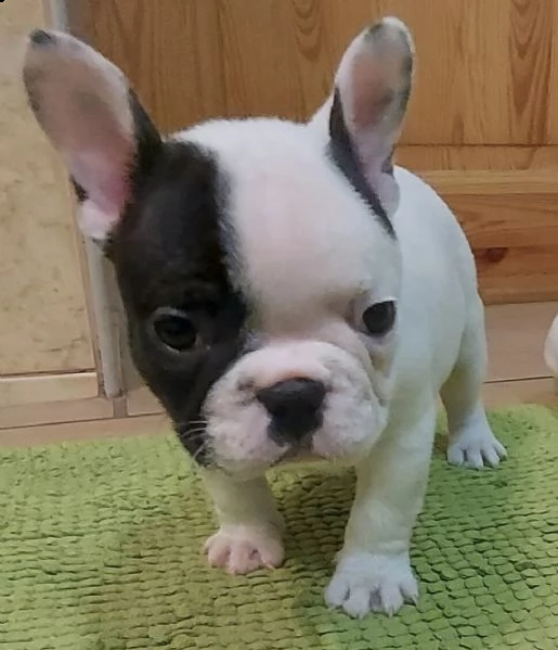prenota un cucciolo di bull francese