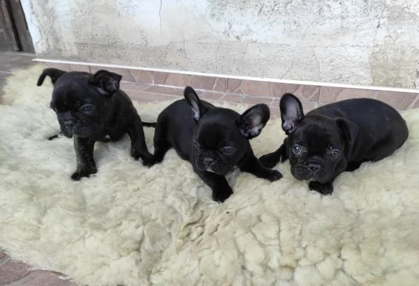 bouledogue francesi prenotabili