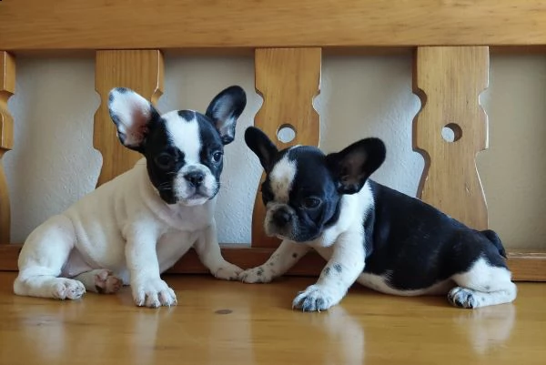 disponibili bull francesi