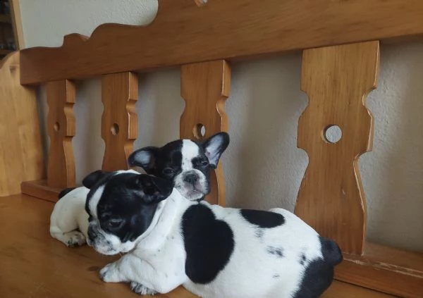 tre cuccioli di bull francese