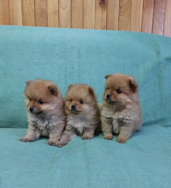 tre cuccioli spitz toy