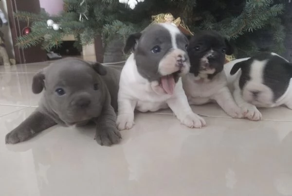 dei bouledoggue francesi cuccioli