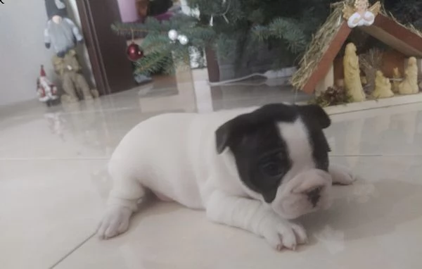 dei bei cuccioli di bulldog francese