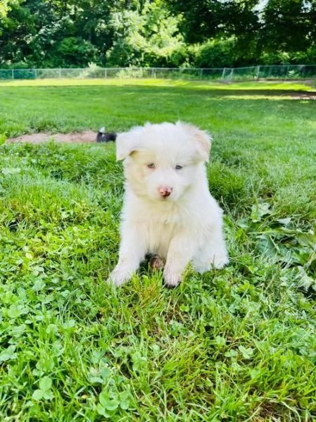 adorabili cuccioli di border collie femminucce e maschietti disponibili per natale .