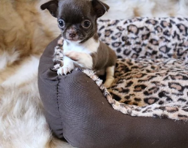 cucciolata di chihuahua mini toy | Foto 2