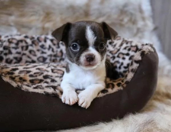 cucciolata di chihuahua mini toy | Foto 0