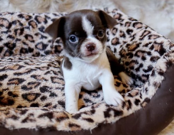 cucciolata di chihuahua mini toy