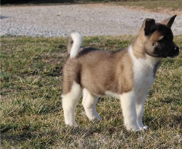 akita inu