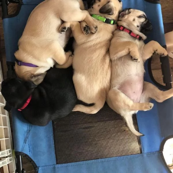 adorabili cuccioli di carlino messi in 