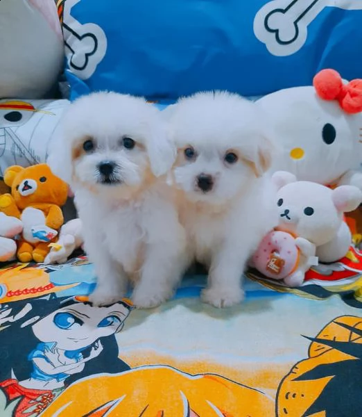 maltese taglia piccola toy | Foto 0