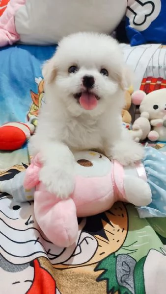 maltese taglia piccola toy