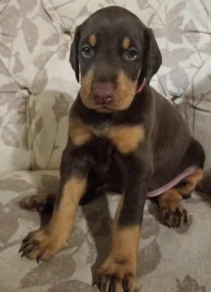 adorabili cuccioli dobermann femminucce e maschietti disponibili per natale