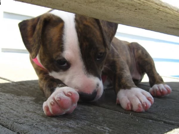 meravigliosa cucciolata di pitbull 