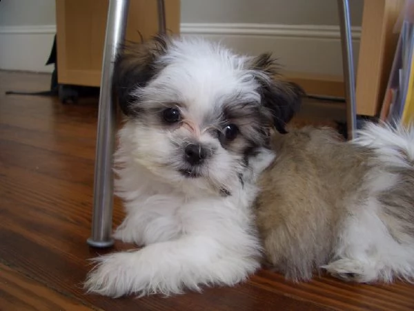 cuccioli di shitzu pedigree enci