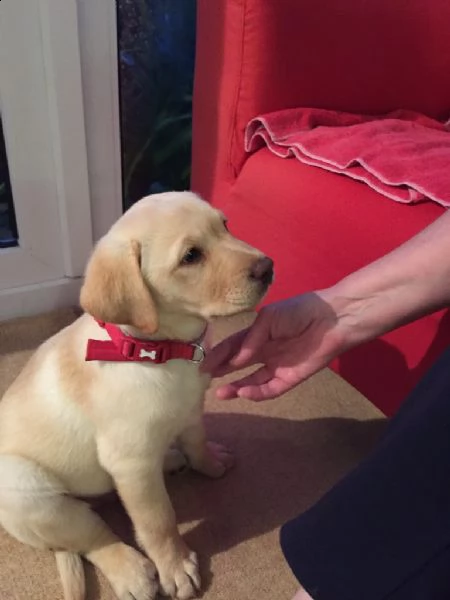 belllissimi cuccioli di labrador retriever | Foto 0