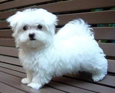 cucciolata di maltesi