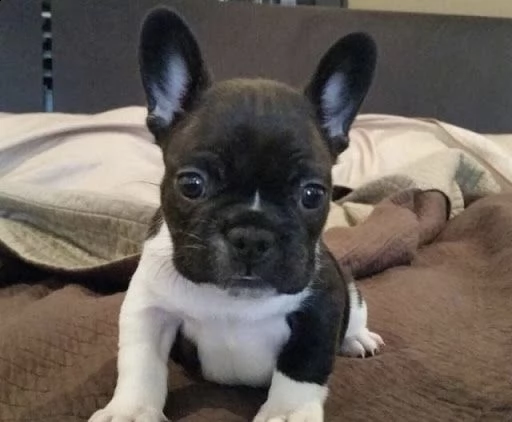 bull dog francese
