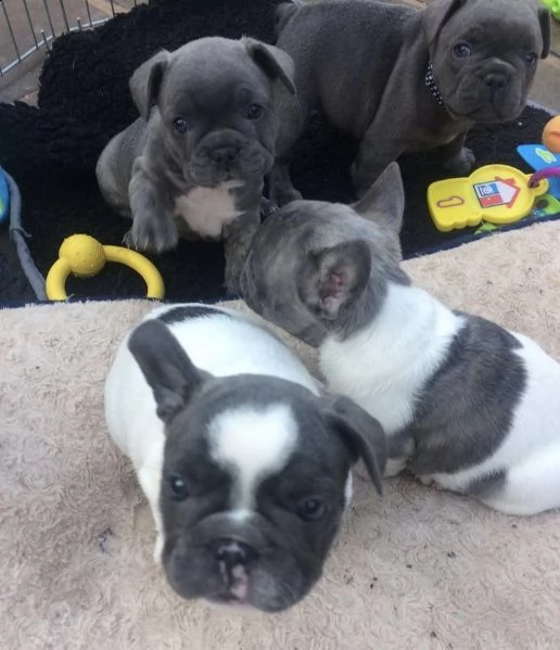 bulldog francese cucciolo 