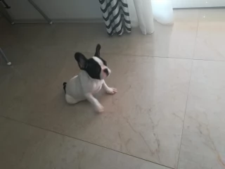 prenota il tuo bulldog francese 