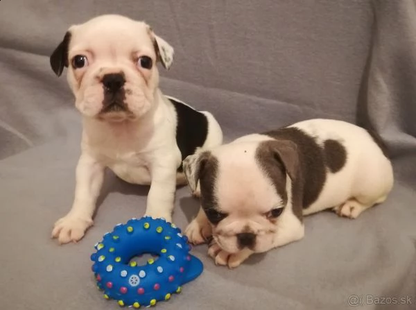 cucciolata di bulldog francese 